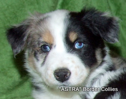 Triclour Blue merle Male border collie puppy